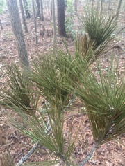 Pinus taeda