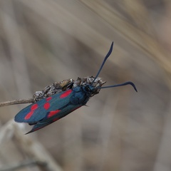 Zygaena filipendulae