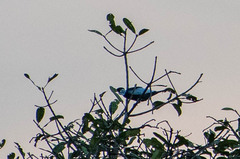 Gymnoderus foetidus