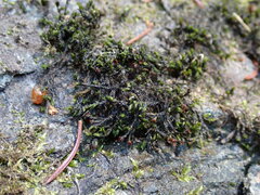 Racomitrium aciculare