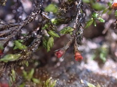 Racomitrium aciculare