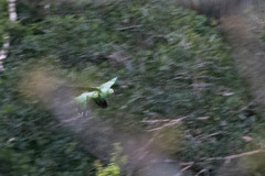 Amazona ochrocephala