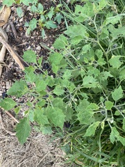 Physalis nicandroides