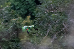 Amazona ochrocephala