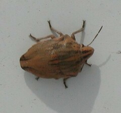 Odontotarsus