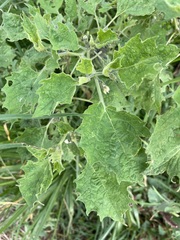 Physalis nicandroides