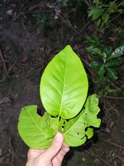 Coccoloba