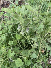 Physalis nicandroides