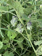 Physalis nicandroides