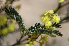 Acacia terminalis