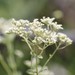 Eupatorium rotundifolium - Photo 由 Peter and Kim Connolly 所上傳的 (c) Peter and Kim Connolly，保留部份權利CC BY-NC