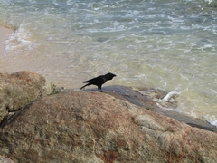 Corvus splendens