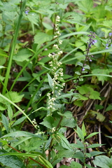Artemisia stolonifera