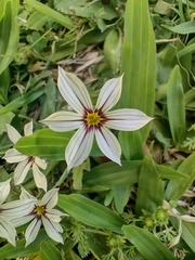 Sisyrinchium micranthum