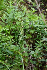 Artemisia stolonifera