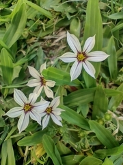 Sisyrinchium micranthum