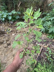 Physalis nicandroides