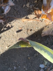 Pseudopolydesmus pinetorum