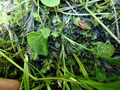 Pellia neesiana