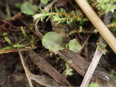 Pellia neesiana