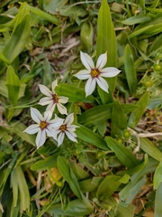 Sisyrinchium micranthum