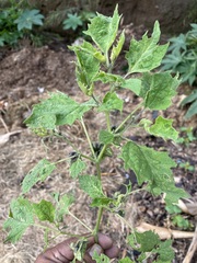 Physalis nicandroides