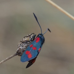 Zygaena filipendulae