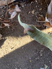 Pseudopolydesmus pinetorum