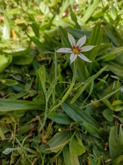 Sisyrinchium micranthum