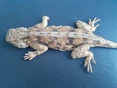 Agama aculeata aculeata