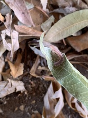 Pseudopolydesmus pinetorum