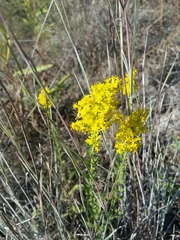 Solidago nitida