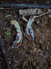 Clavogaster virescens