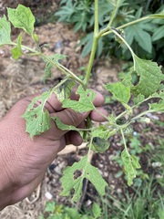 Physalis nicandroides