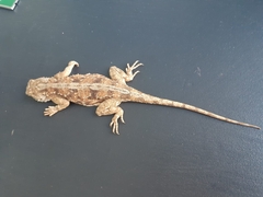Agama aculeata aculeata