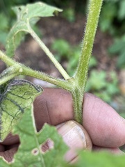 Physalis nicandroides