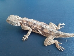 Agama aculeata aculeata