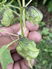 Physalis nicandroides
