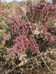 Atriplex lentiformis