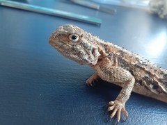 Agama aculeata aculeata