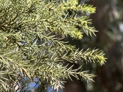 Acacia verticillata
