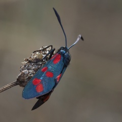 Zygaena filipendulae
