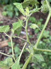Physalis nicandroides