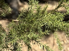 Acacia verticillata