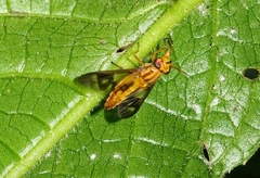 Chrysops