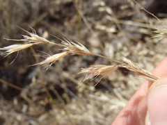 Bouteloua repens