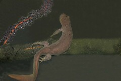 Ambystoma jeffersonianum