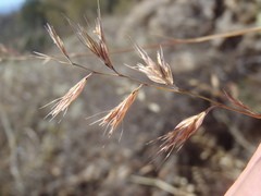 Bouteloua repens