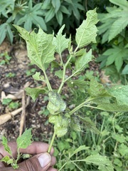 Physalis nicandroides