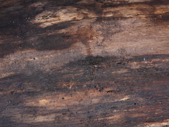 Austroaeschna eungella